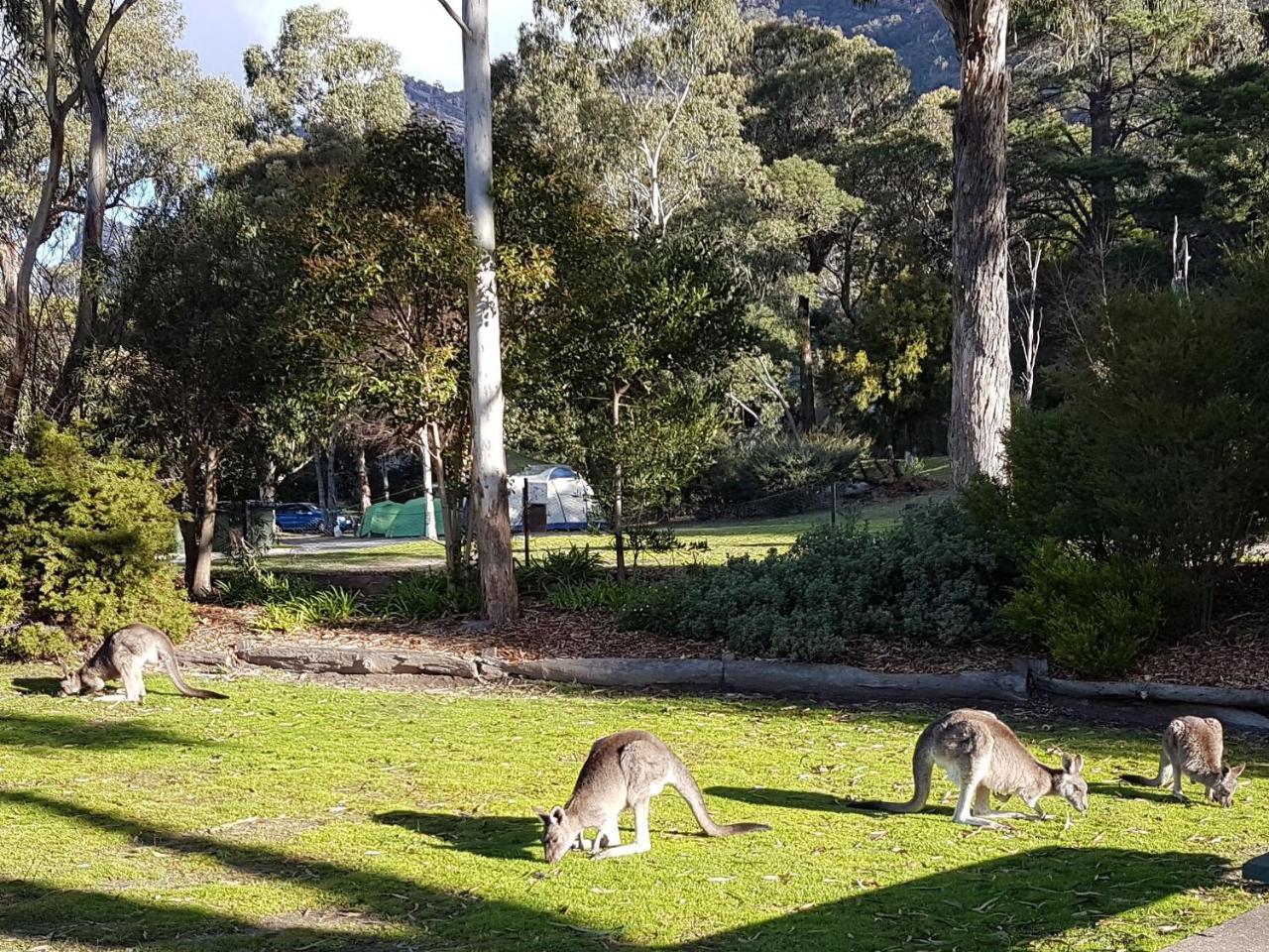 Breeze Holiday Parks - Halls Gap Eksteriør billede